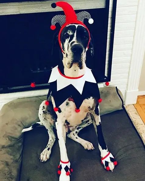 a dog sitting on top of a cushion wearing a costume