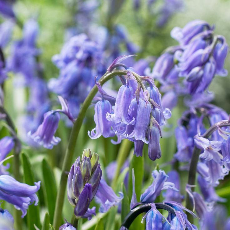 purple flowers are blooming in the garden