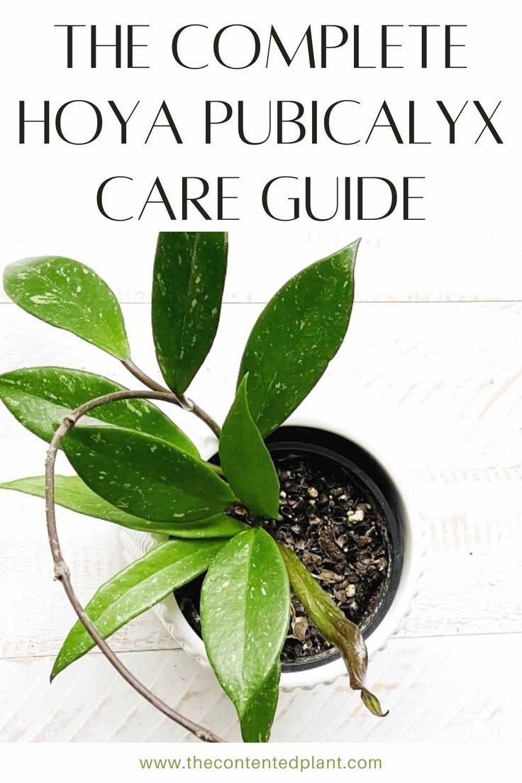 a potted plant with green leaves and text overlay that reads the complete hoya publicity