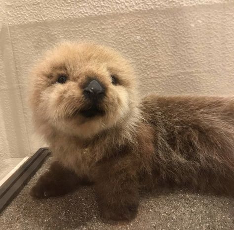 an animal that is laying down on the ground next to a wall and looking at the camera