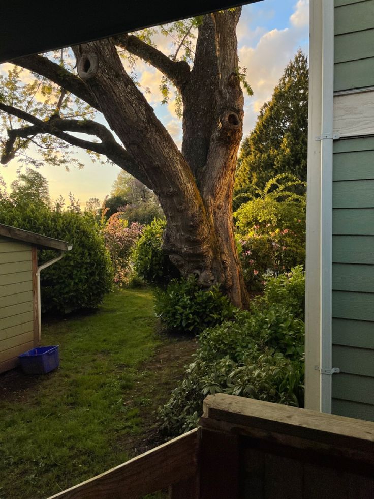 a tree in the yard next to a house