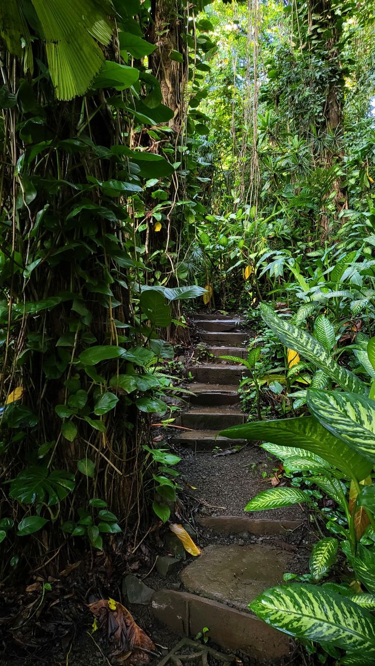 there is a stone path in the jungle