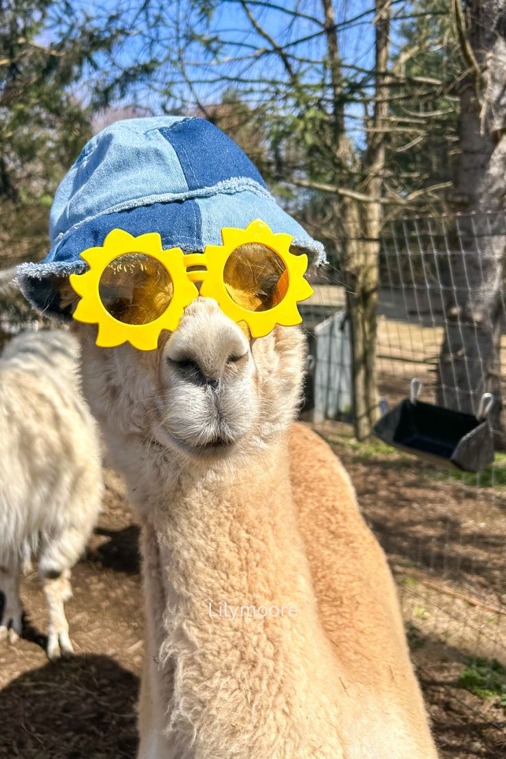 a llama wearing sun glasses and a denim hat