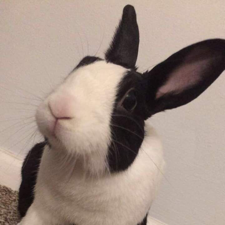 a black and white rabbit sitting on the floor next to a wall looking at something