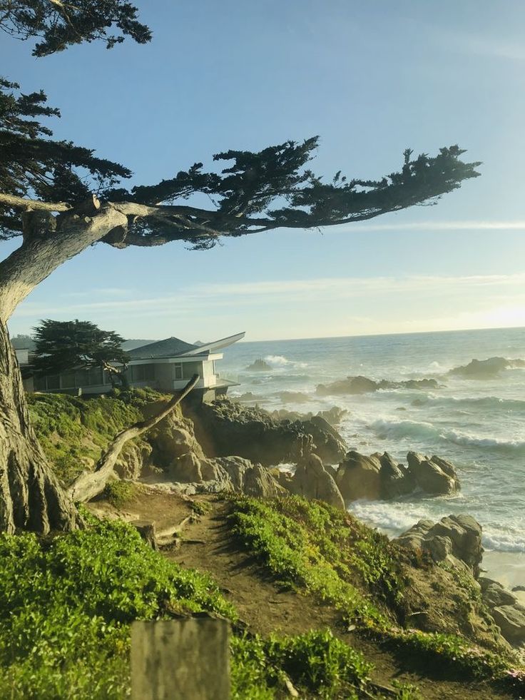 a tree that is sitting on the side of a cliff by the ocean with houses in the background