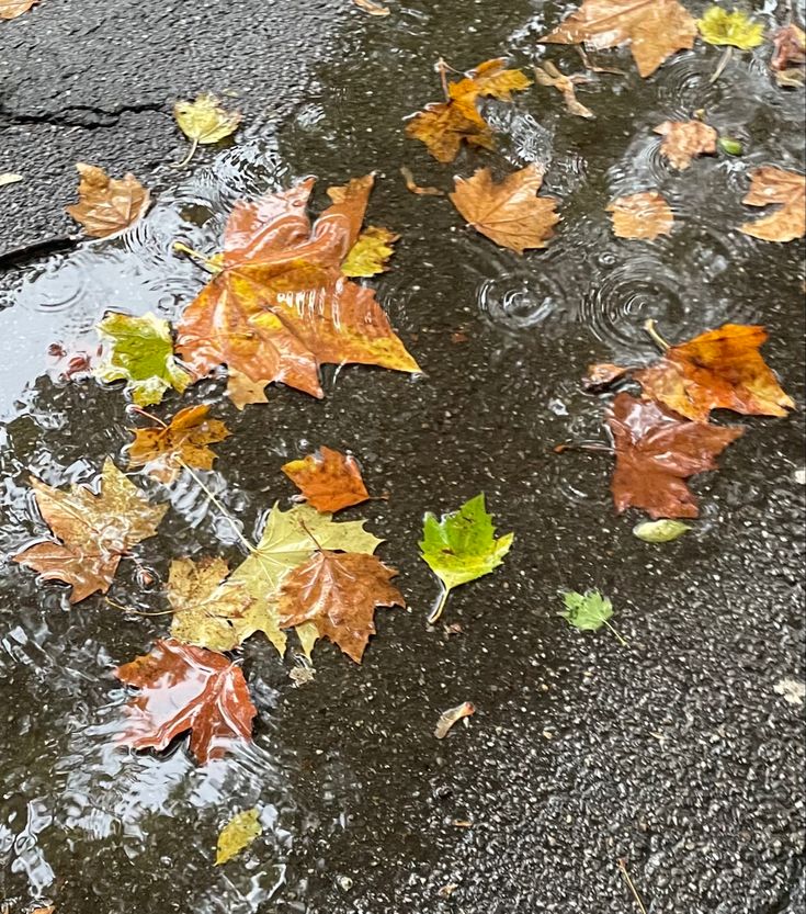 leaves floating on the ground next to a puddle with water in it and an orange fire hydrant