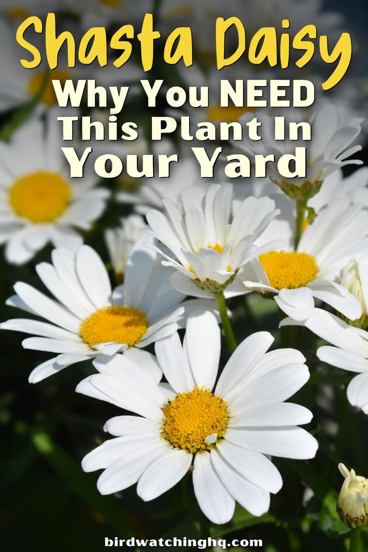 white daisies with the words shasta daisy why you need this plant in your yard