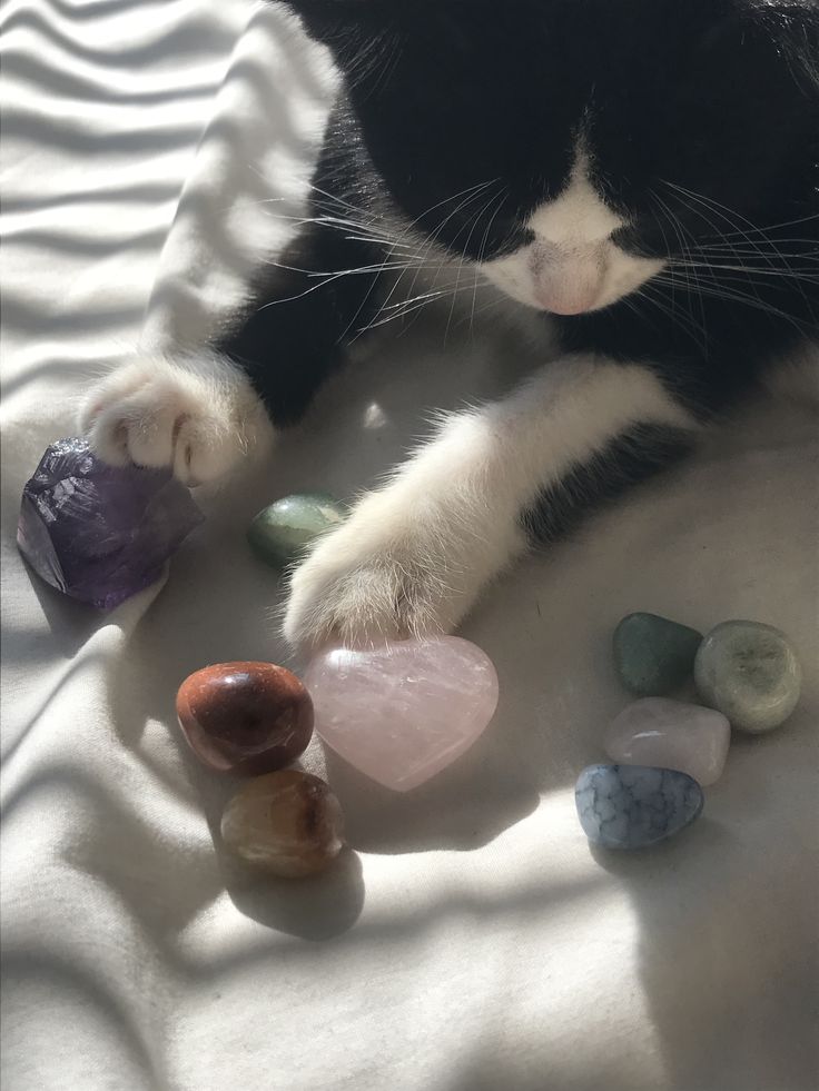 a black and white cat laying on top of a bed next to some colorful rocks