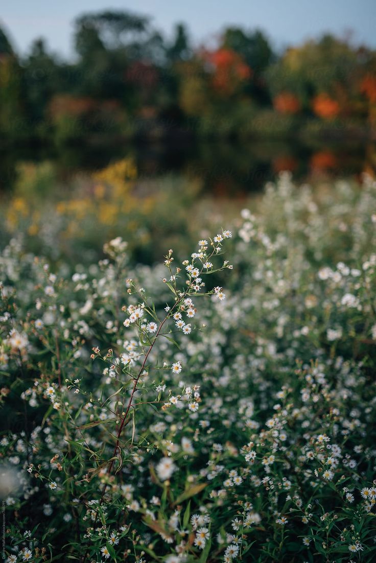 some white flowers and trees in the background