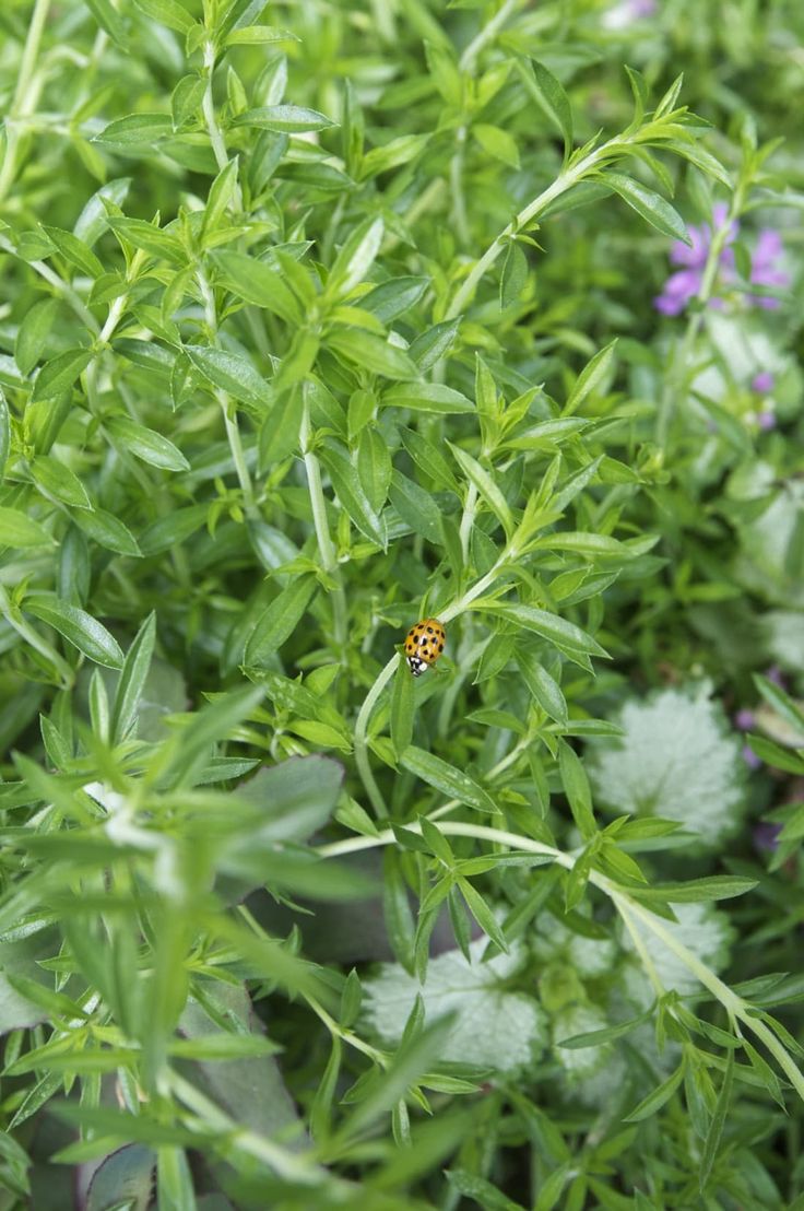 a lady bug sitting on top of a green leafy plant with purple flowers in the background