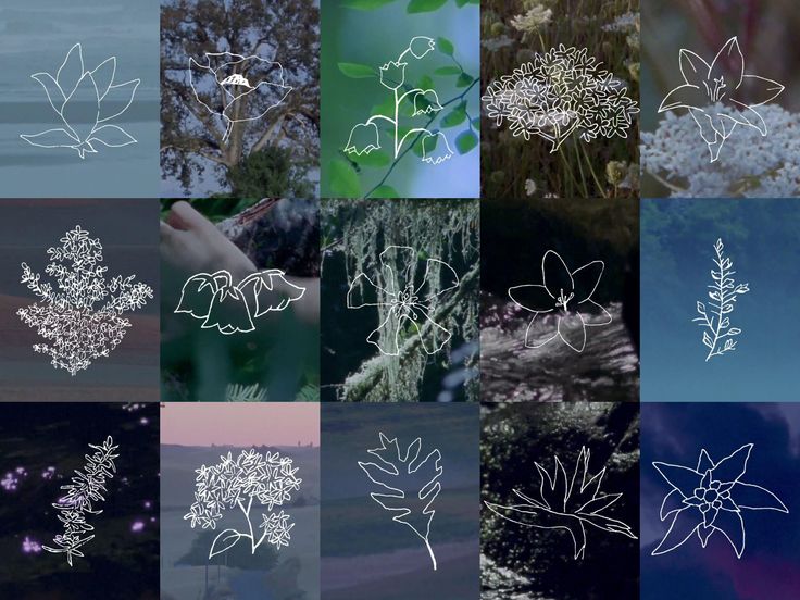 many different images of flowers and leaves