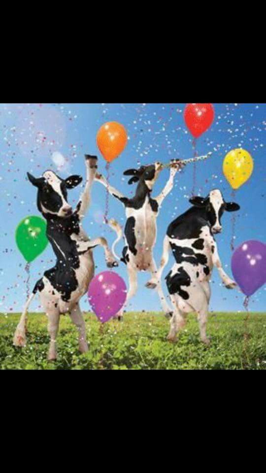 three cows jumping in the air with balloons and confetti on their feet,