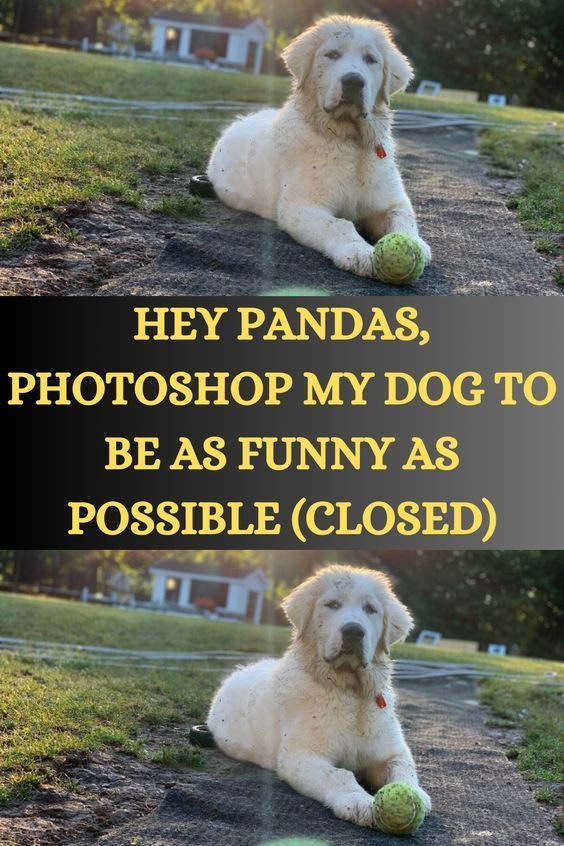 two pictures of a white dog laying on the ground with a tennis ball in its mouth