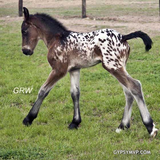 a small horse walking across a lush green field