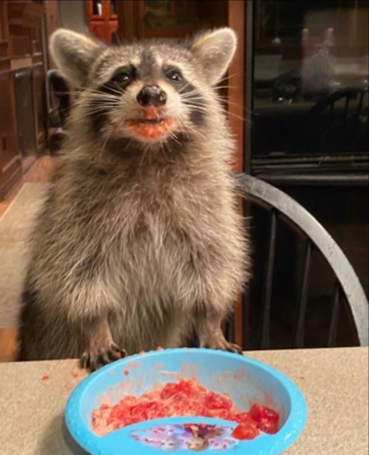 a raccoon standing on a table next to a blue bowl with food in it