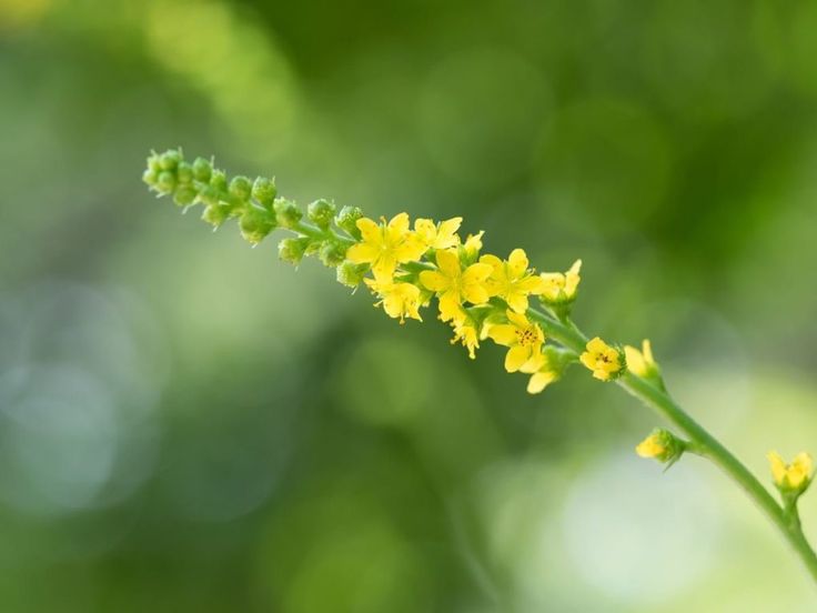 Some of the most impressive health benefits of agrimony include its ability to reduce inflammation, improve digestive functions, improve bladder control, lessen menstrual issues, clear up skin issues, detoxify the body, and boost hair and nail health. Sweet Chestnut, Bladder Control, Wild Harvest, Star Of Bethlehem, Flower Essences, Flower Spike, Flower Therapy, Crab Apple, Nail Health