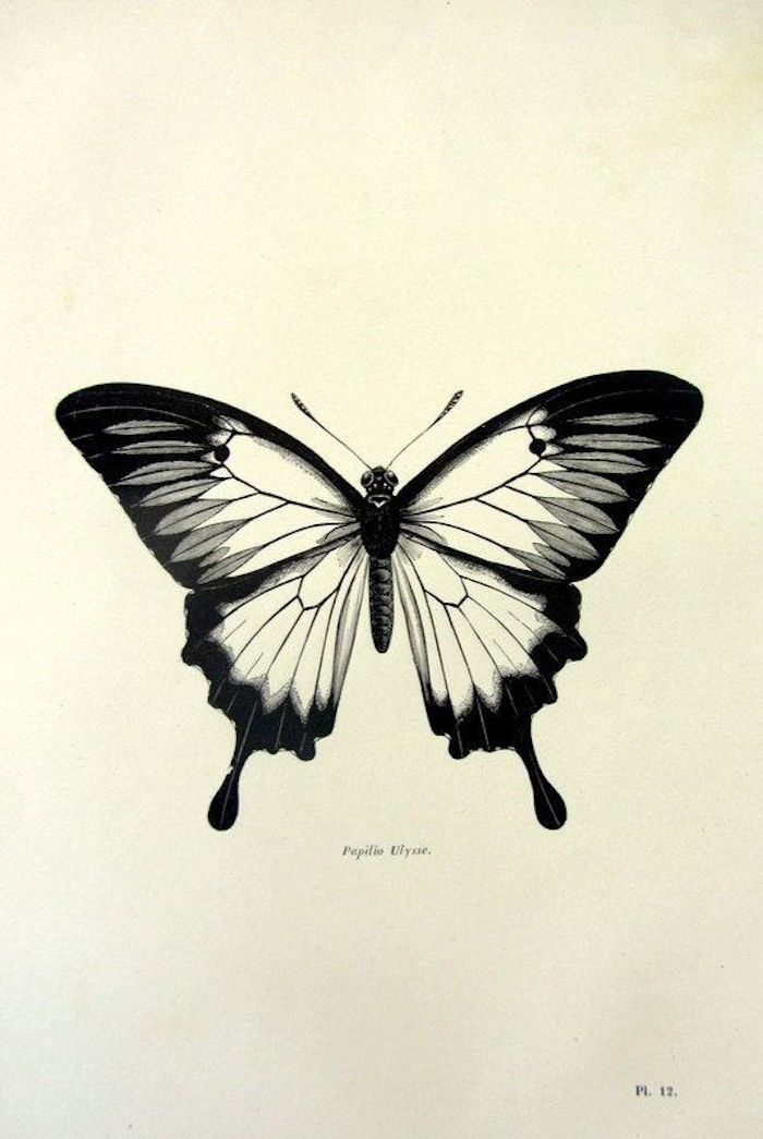 a black and white butterfly flying in the sky