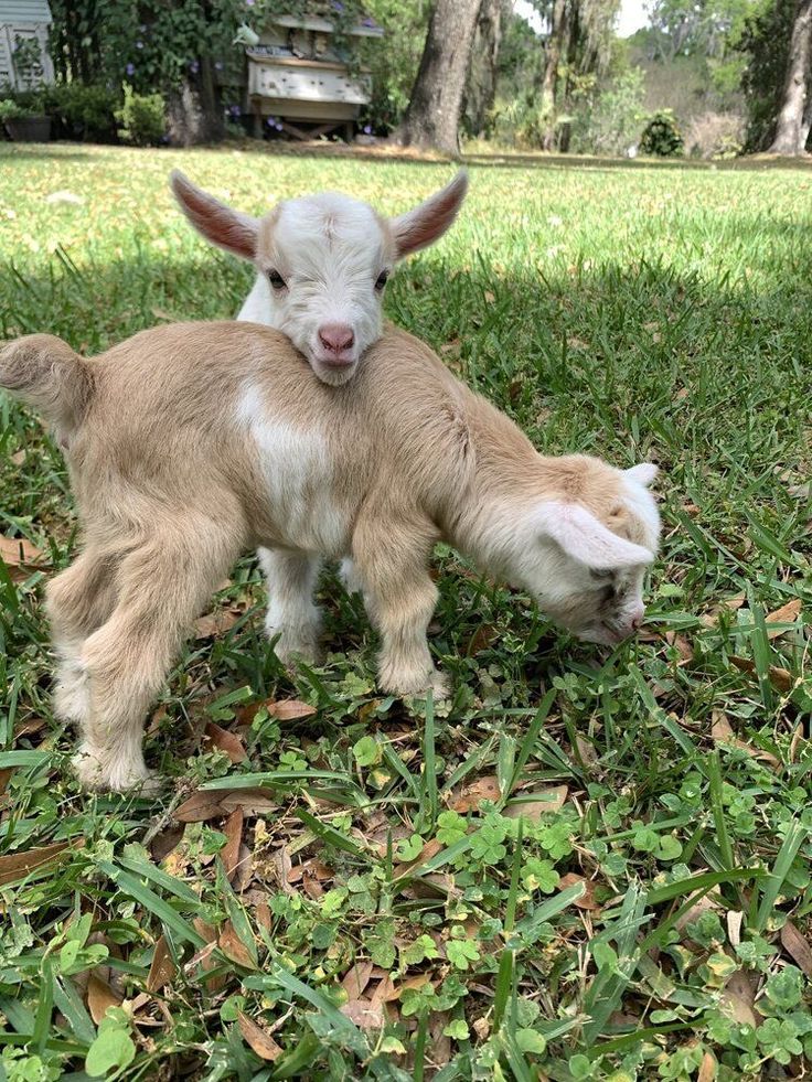 two baby goats are playing in the grass with each other and one is rubbing it's head on its mother's back