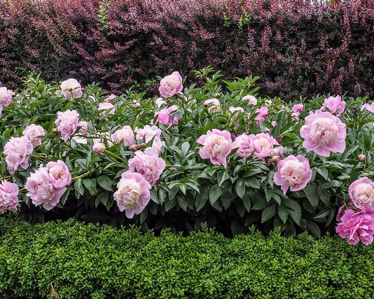 pink flowers are growing in the middle of a hedged area with green bushes and shrubs