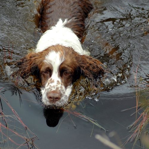 a brown and white dog is in the water