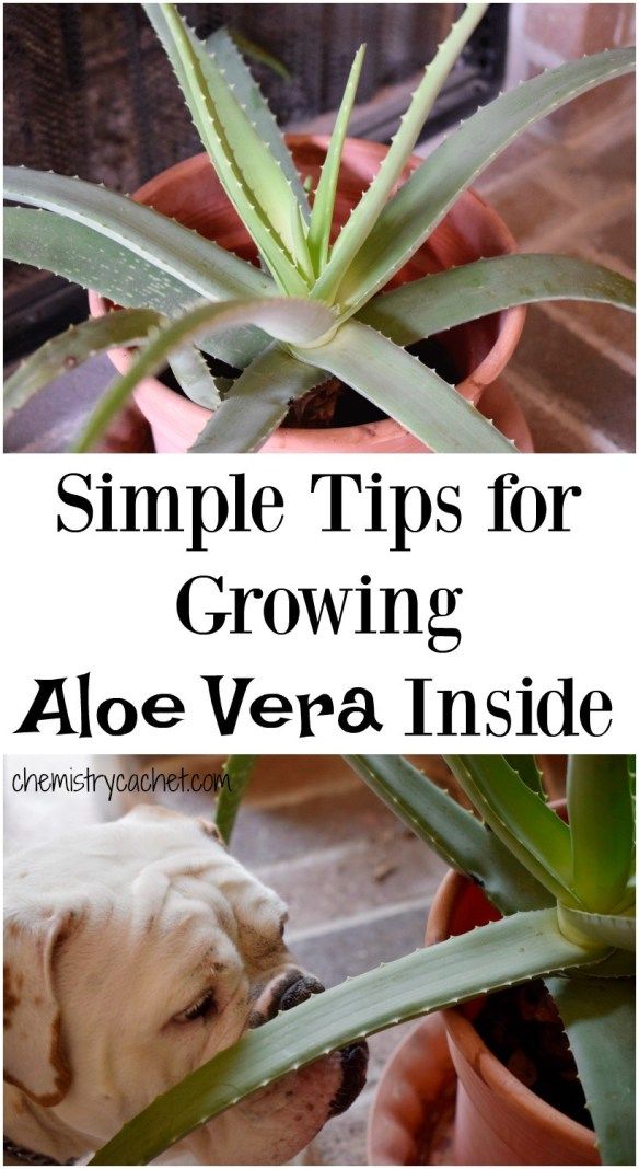 an aloe vera plant with the words simple tips for growing aloe vera inside