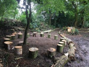 a group of trees cut down in the woods with stumps and logs around them