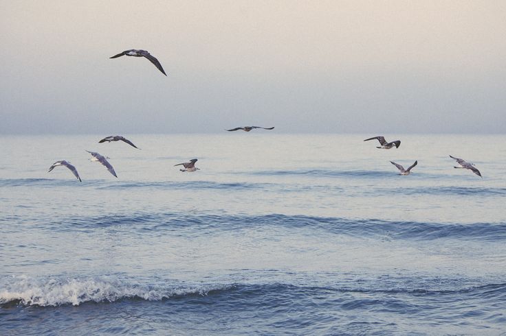 several seagulls flying over the ocean waves