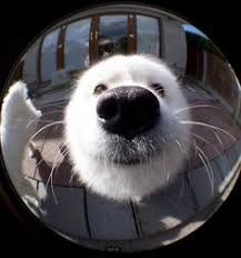 a close up of a dog's face looking at the camera through a fish eye lens