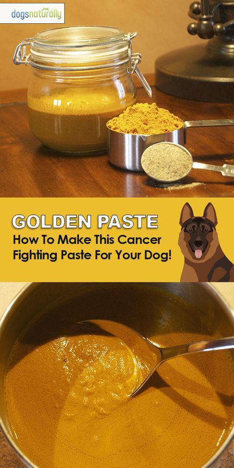 a dog is eating out of a bowl with the words golden paste in front of it