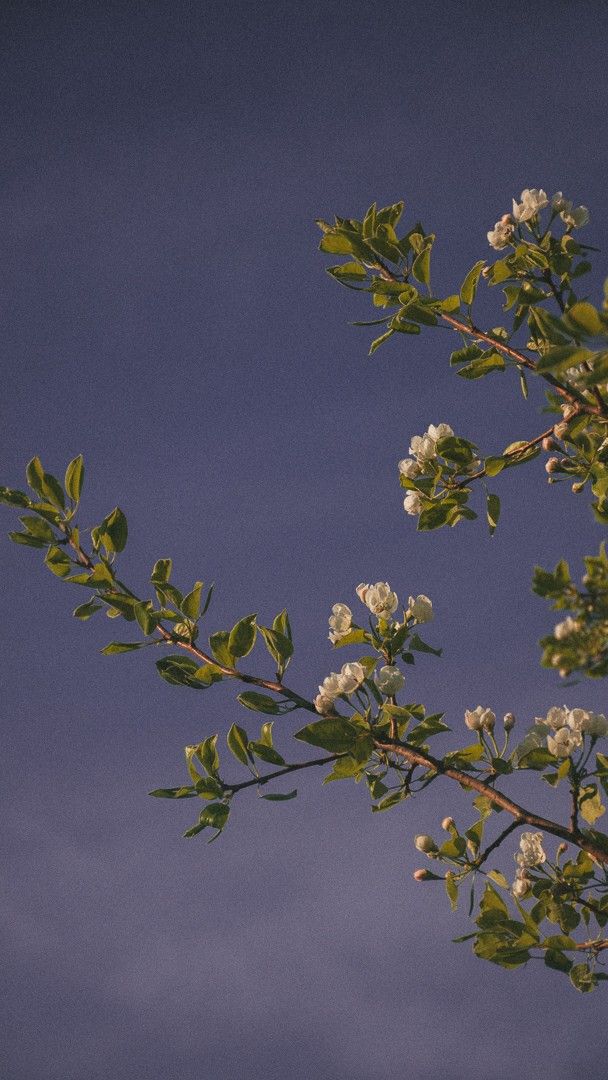 a tree branch with white flowers in the foreground and blue sky in the background