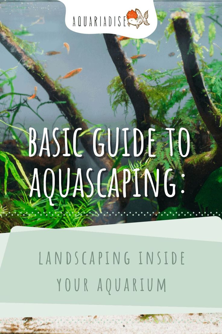 an aquarium with the words, basic guide to aquascaping landscaping inside your aquarium