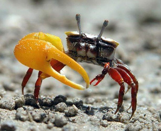 fiddler crab - Google Search Weird Animal Facts, Fiddler Crab, Aquatic Garden, Crab Stuffed Shrimp, Crab And Lobster, Saltwater Tank, Aquatic Animals, Hermit Crab, Arthropods