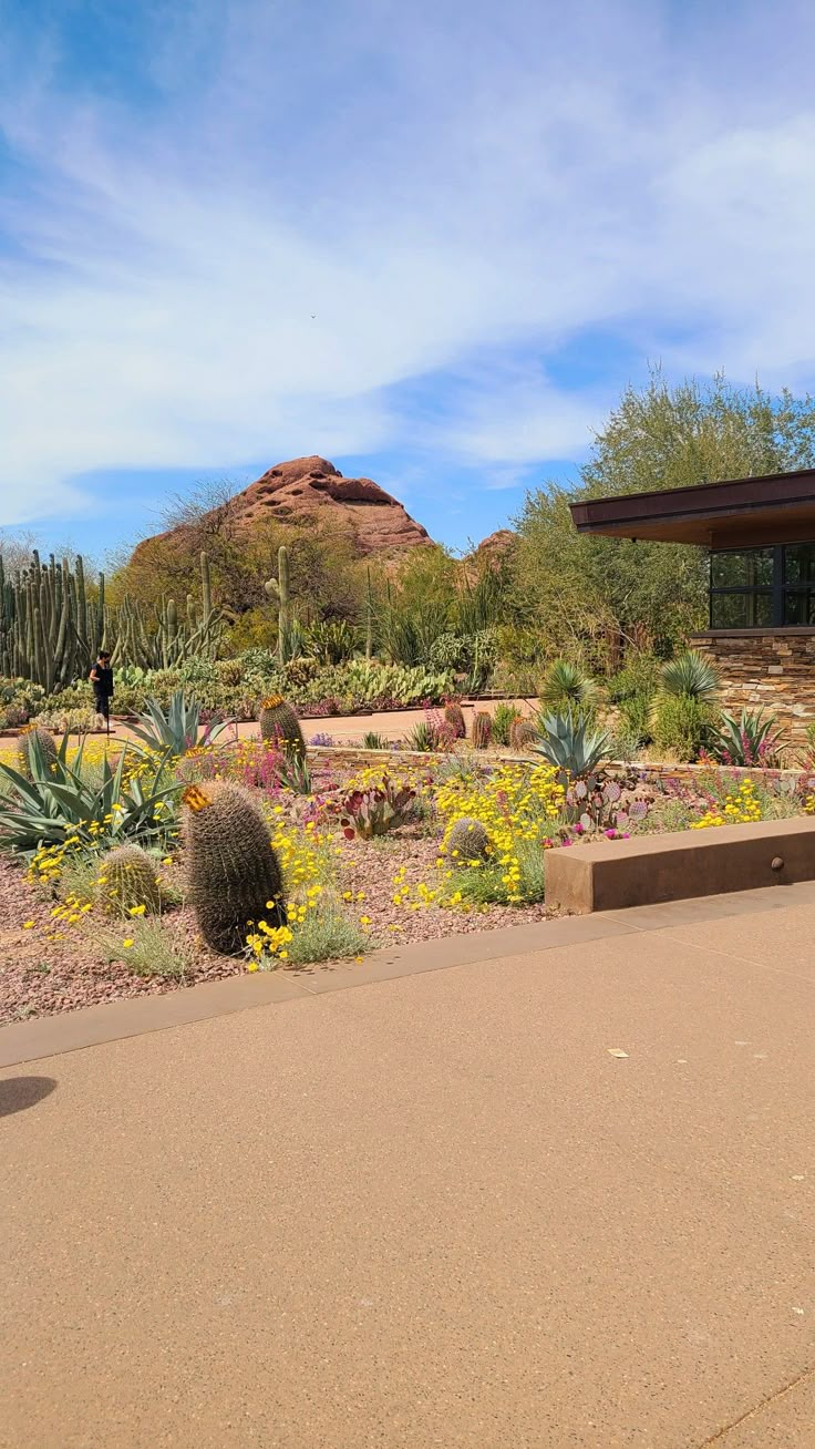 a man riding a skateboard down a street next to a tall cactus and other plants