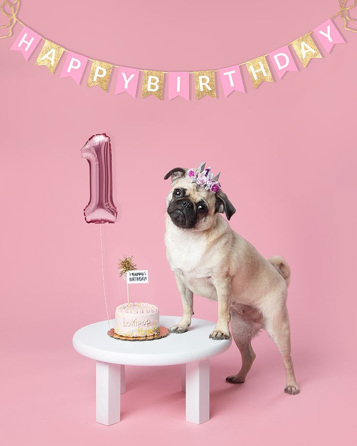 a pug dog standing on a table with a birthday cake