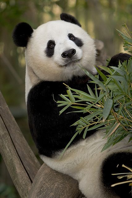 a panda bear sitting on top of a tree branch eating some bamboo leaves and looking at the camera