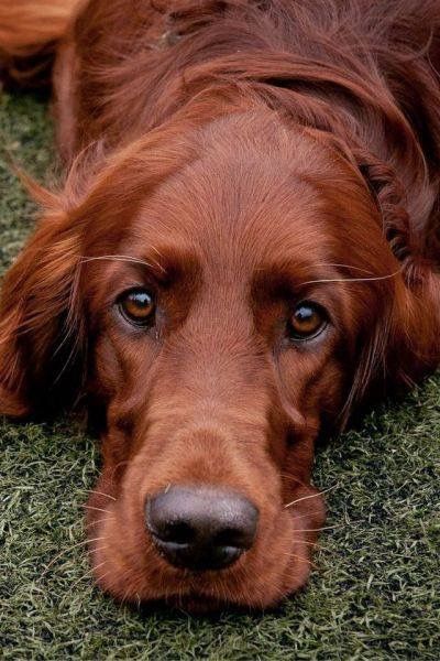 a close up of a dog laying on the ground