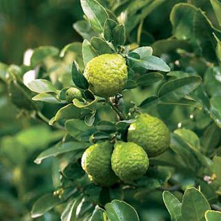 some green fruit is growing on the tree