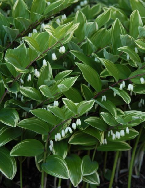 small white flowers growing in the middle of some green plants with leaves on them,