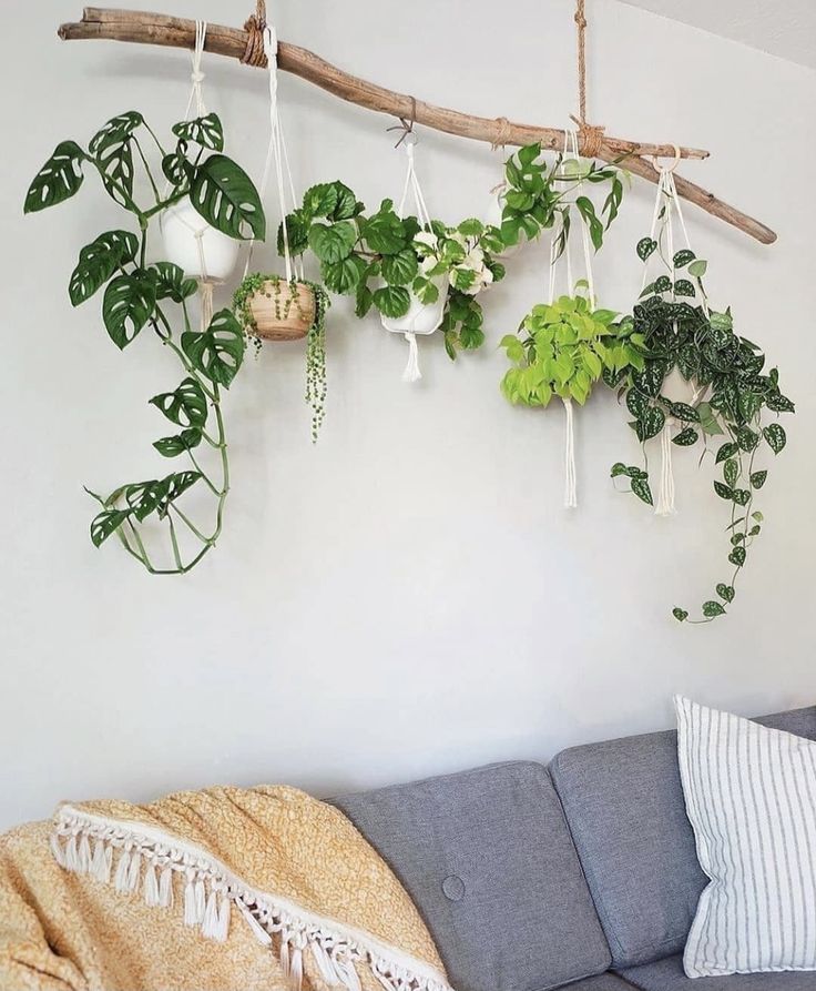 a living room with plants hanging on the wall and a couch in front of it