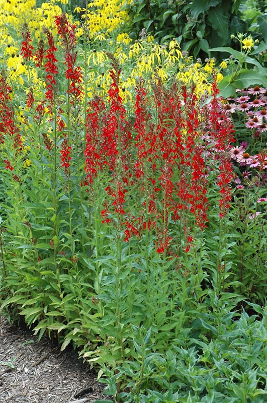 red and yellow flowers are growing in the garden