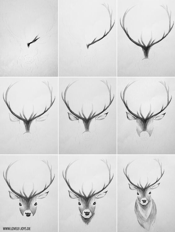 six different pictures of deer's head and antlers