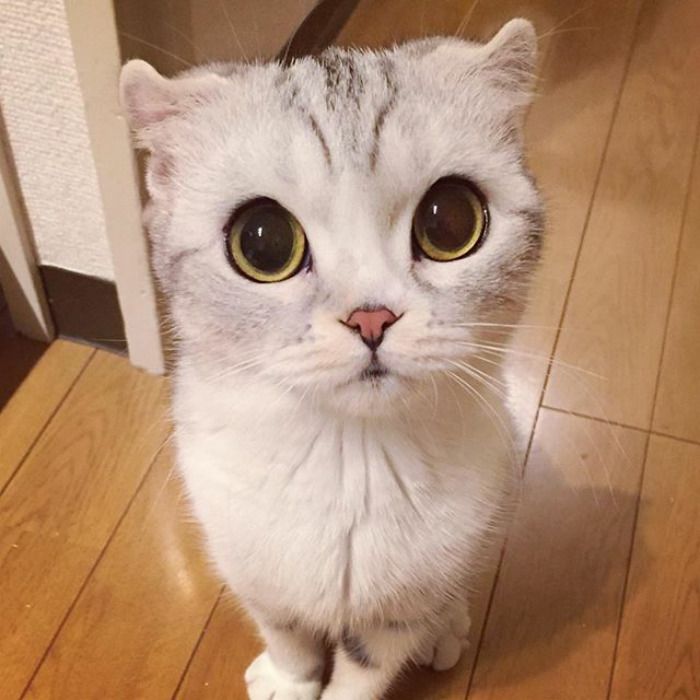 a white cat sitting on top of a hard wood floor next to a door and looking at the camera