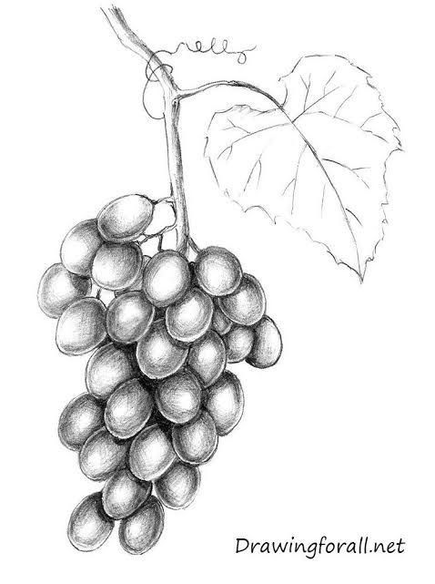 a drawing of grapes with leaves