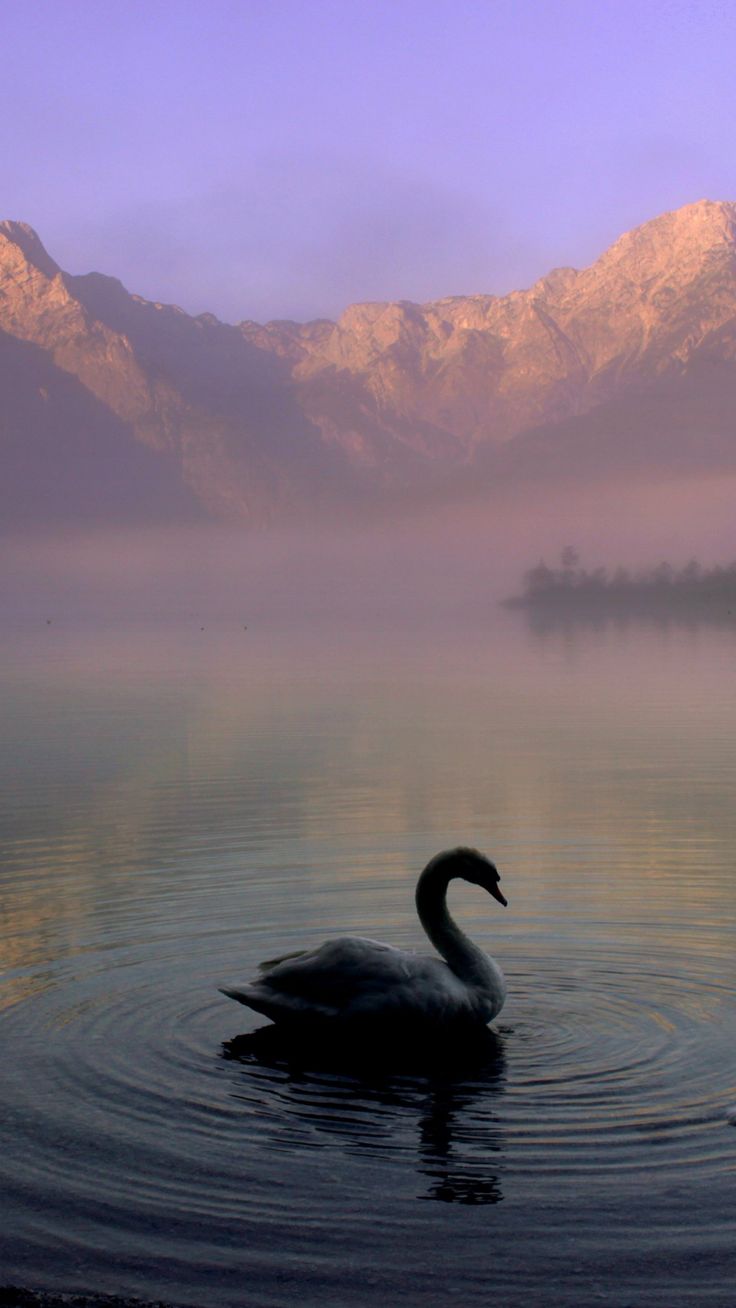 a swan is swimming in the water with mountains in the background