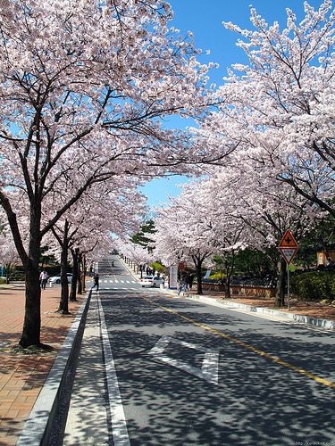 the street is lined with blossoming trees on both sides