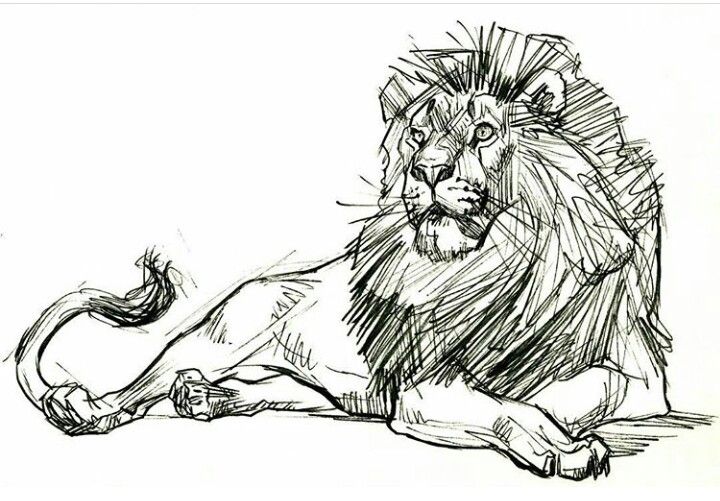 a drawing of a lion laying down on the ground