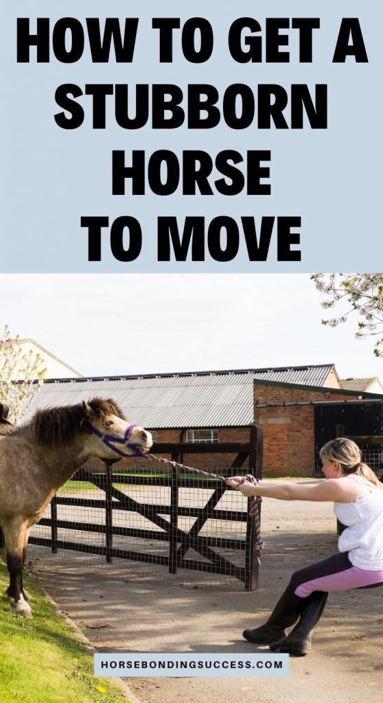 How To Bond With Your Horse, Horse Bonding, Horse Drills, Horse Laying Down, Horse Training Ground Work, Ranch Animals, Training Horses, Horseback Riding Tips, Horse Lessons