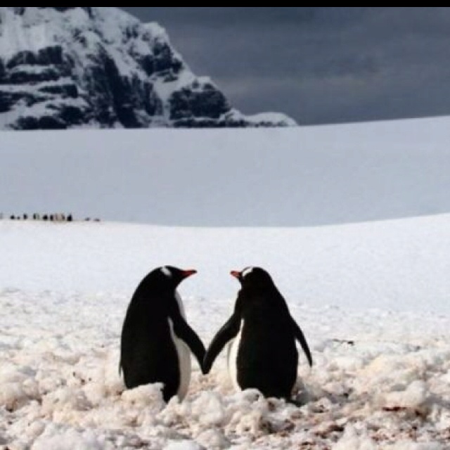 two penguins are standing in the snow with their hands touching each other's foreheads