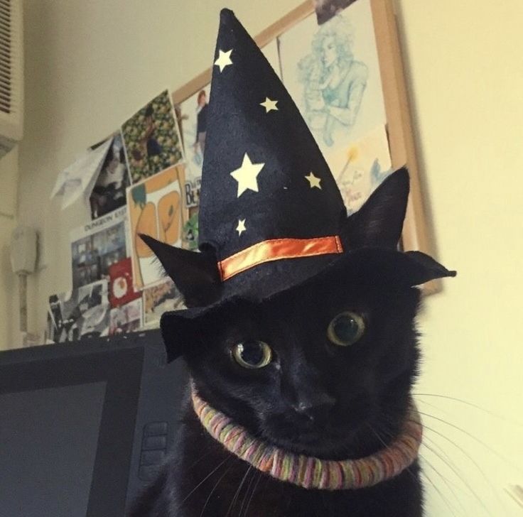 a black cat wearing a witches hat sitting on top of a laptop computer desk next to a wall