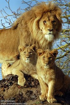 two adult lions and one baby lion are standing on top of a rock in front of a tree